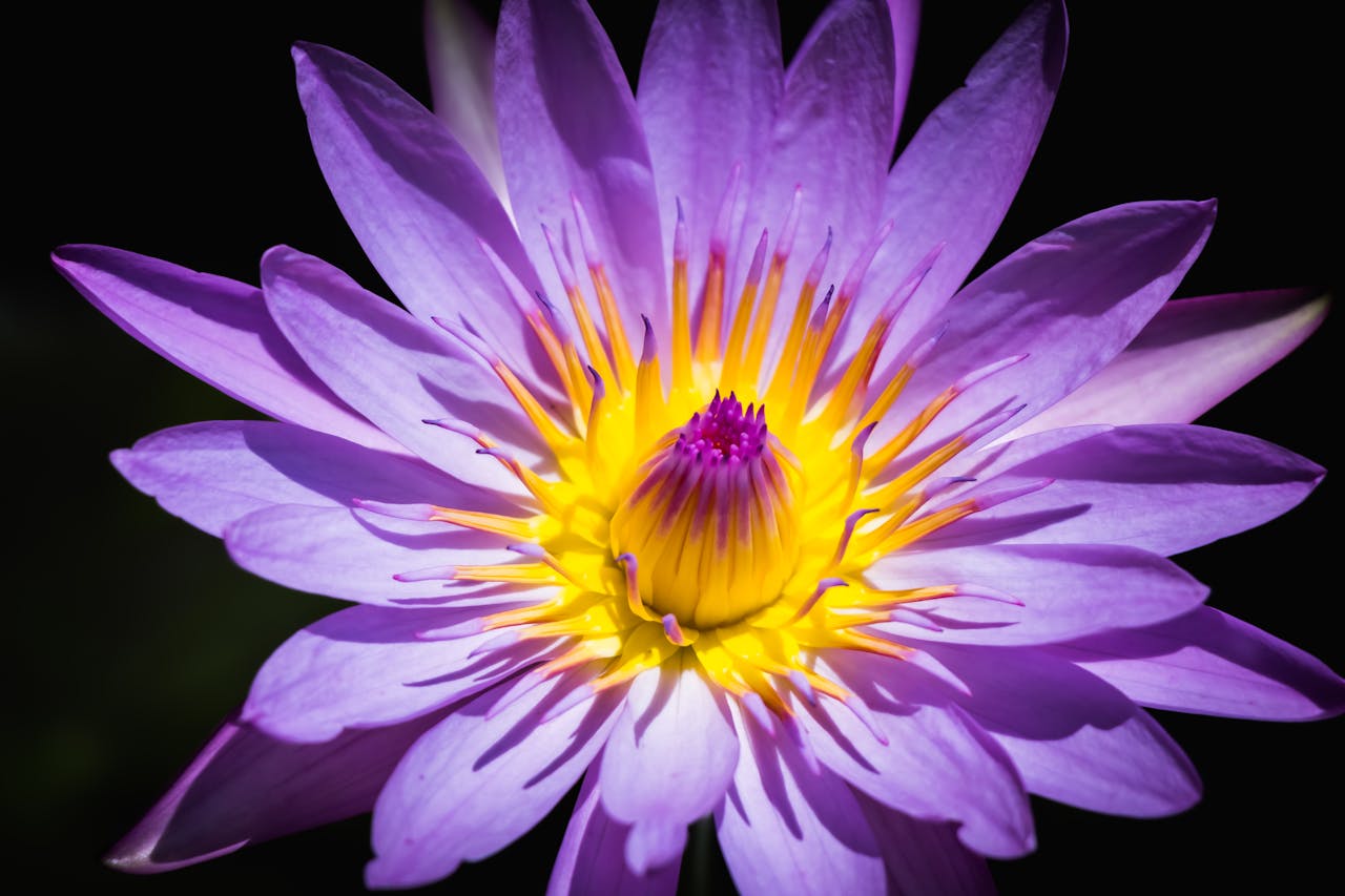 Close-up of a vibrant purple water lily highlighting its vivid yellow center.