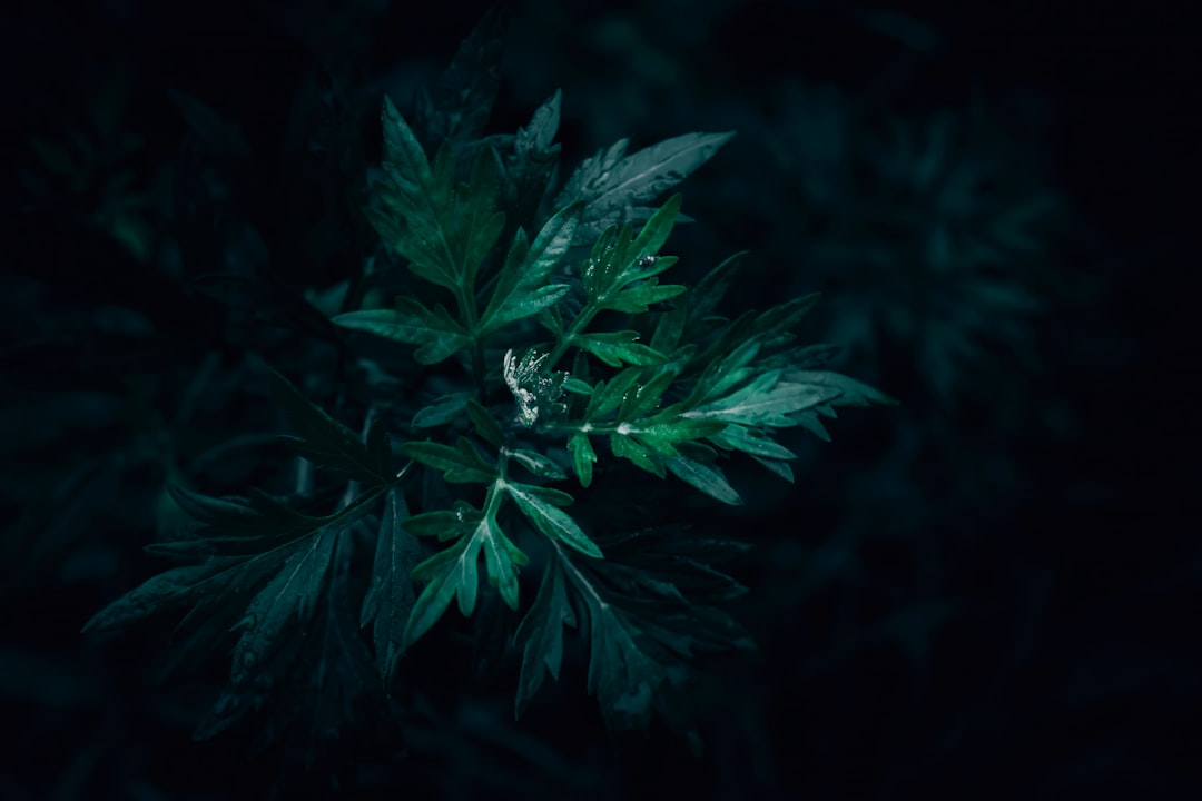 A close up of wild dark green Mugwort leaves