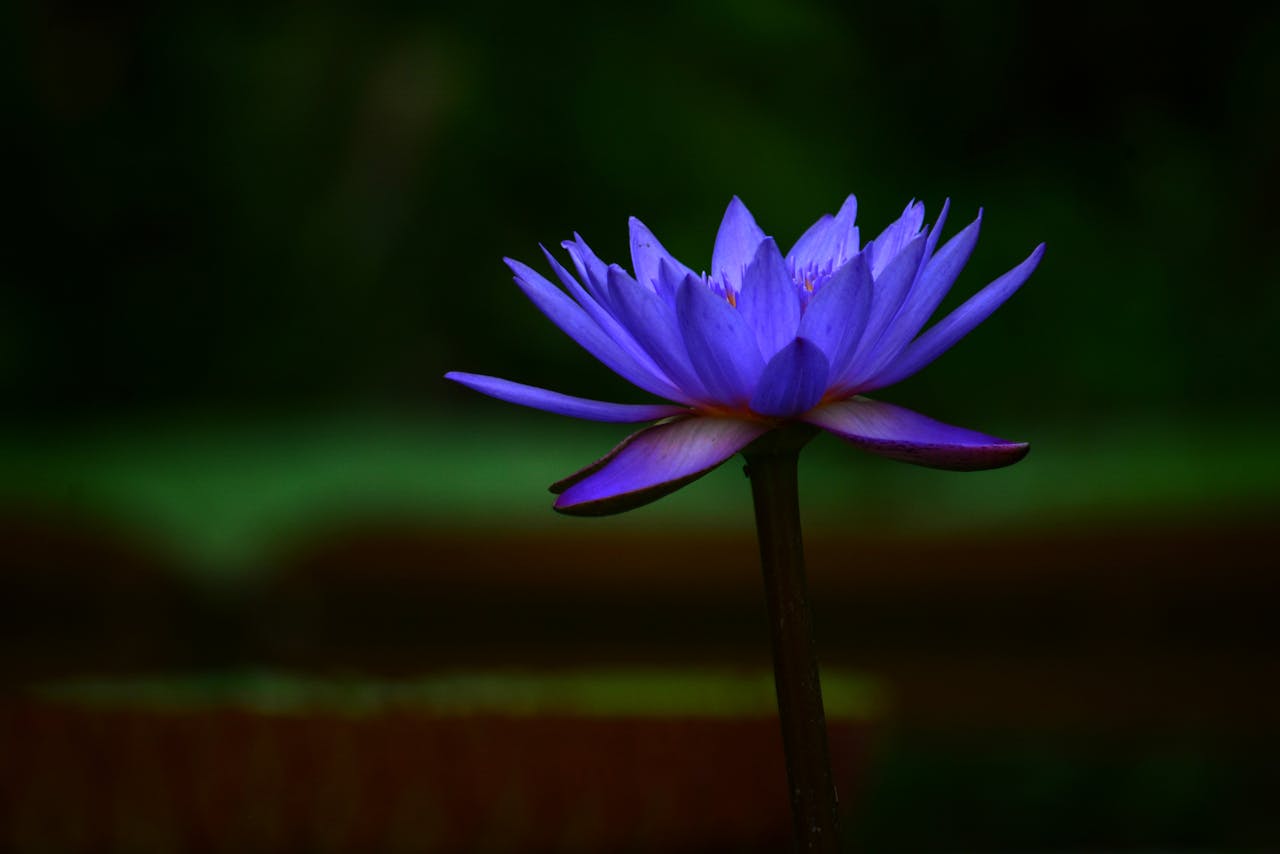 Close-up of a vibrant blue lotus blooming against a blurred background, captured outdoors.