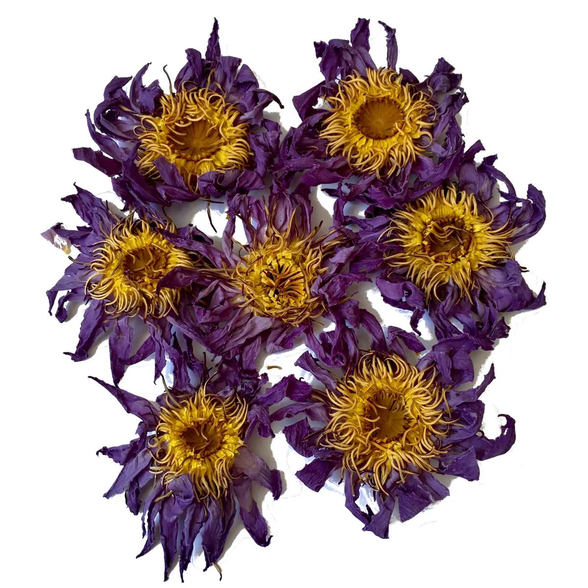 organic dried whole blue lotus flowers – 50 g (copy)