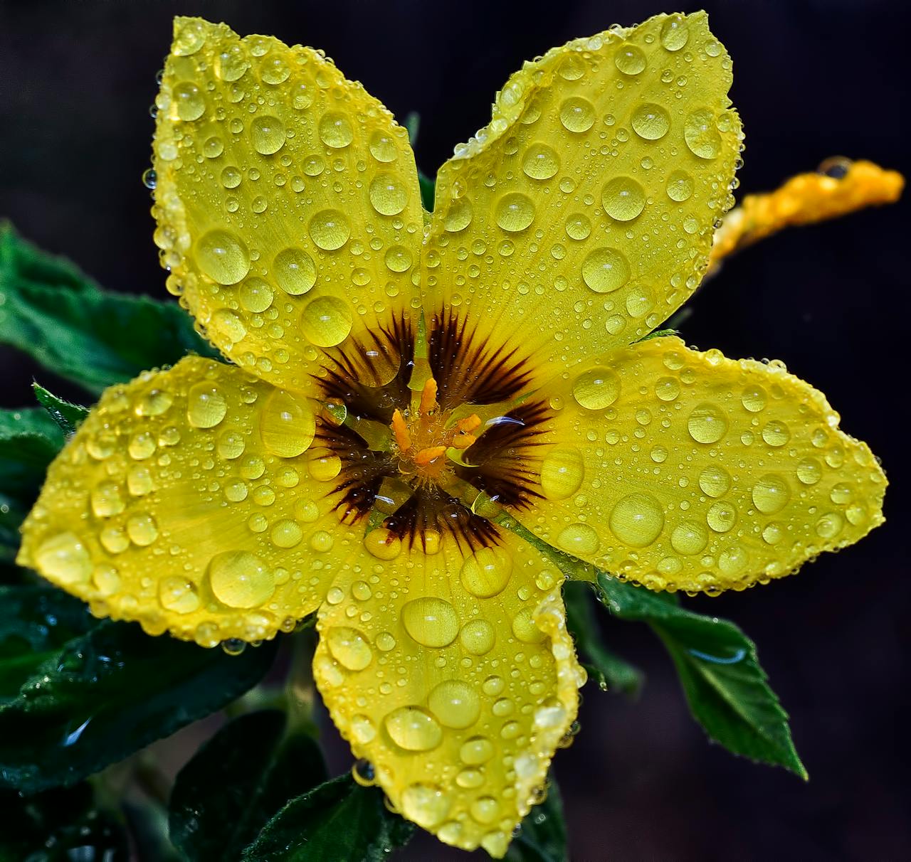 Free stock photo of bloom, blossom, buttercup